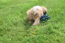 Shih Tzu (reu) 06026