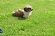 Shih Tzu (reu) 06026