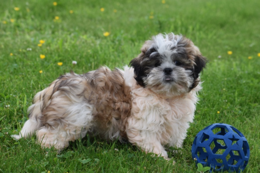 Shih Tzu (reu) 29241