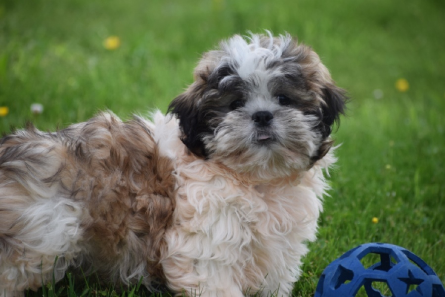 Shih Tzu (reu) 29241