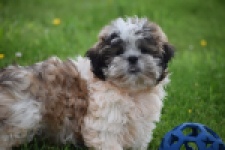 Shih Tzu (reu) 29241