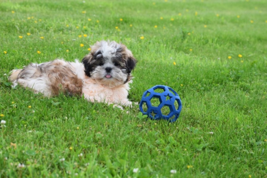 Shih Tzu (reu) 29241