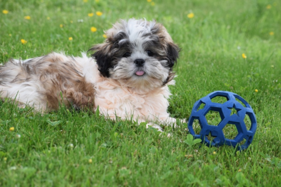 Shih Tzu (reu) 29241