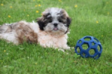 Shih Tzu (reu) 29241