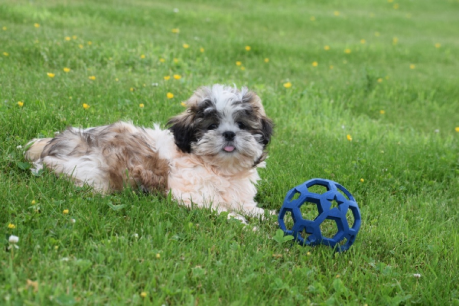 Shih Tzu (reu) 29241