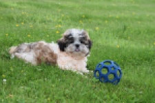 Shih Tzu (reu) 29241