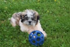 Shih Tzu (reu) 29241