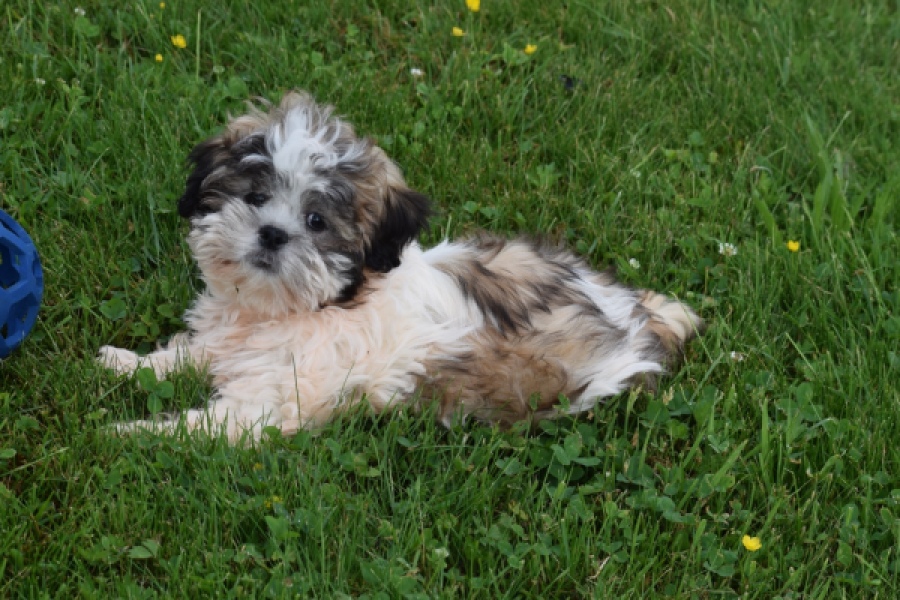 Shih Tzu (reu) 29241