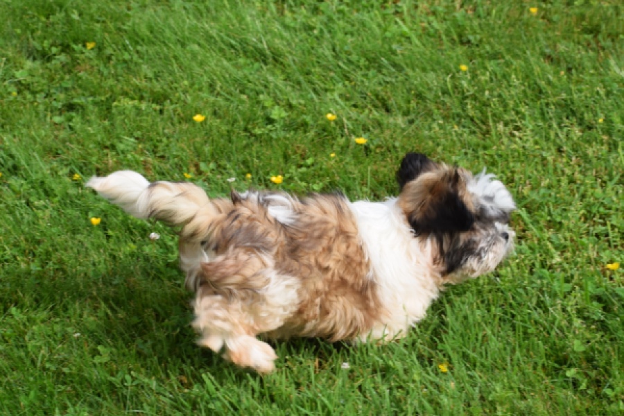 Shih Tzu (reu) 29241