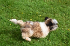 Shih Tzu (reu) 29241