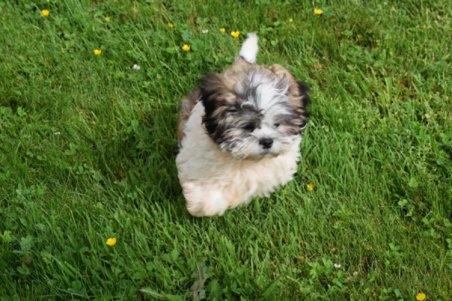 Shih Tzu (reu) 29241