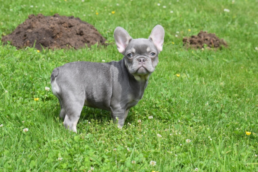 Bouldogue Francais (teef) 34453