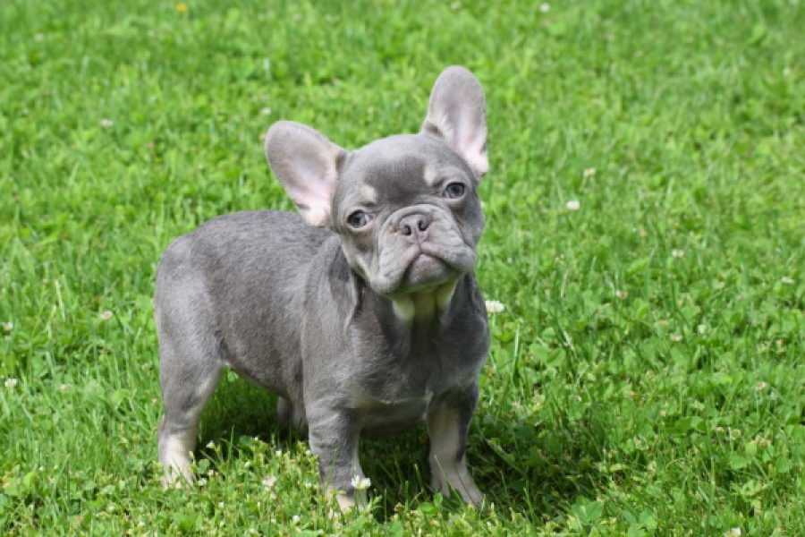 Bouldogue Francais (teef) 34453