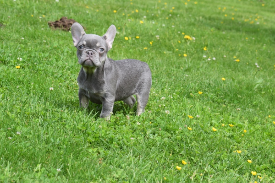 Bouldogue Francais (teef) 34453