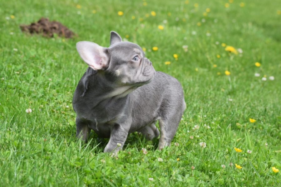 Bouldogue Francais (teef) 34453