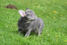 Bouldogue Francais (teef) 34453
