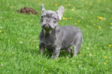 Bouldogue Francais (teef) 34453