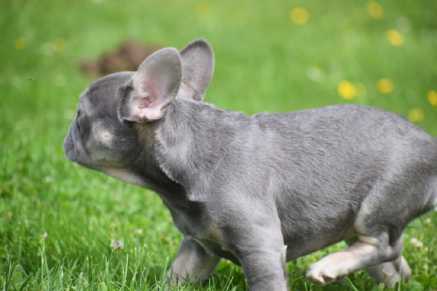 Bouldogue Francais (teef) 34453