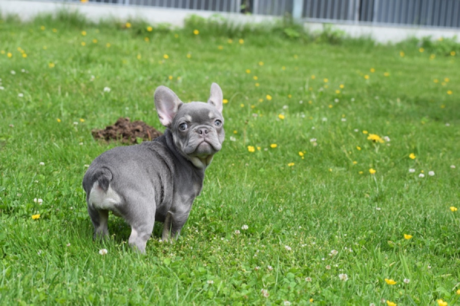 Bouldogue Francais (teef) 34453