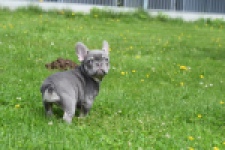 Bouldogue Francais (teef) 34453