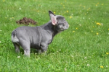 Bouldogue Francais (teef) 34453