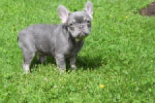 Bouldogue Francais (teef) 34453