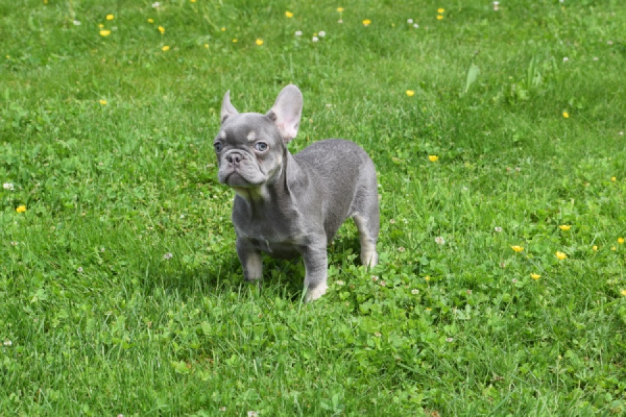 Bouldogue Francais (teef) 34453