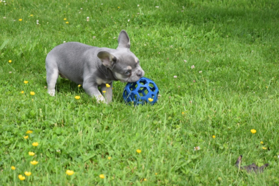 Bouldogue Francais (teef) 34452