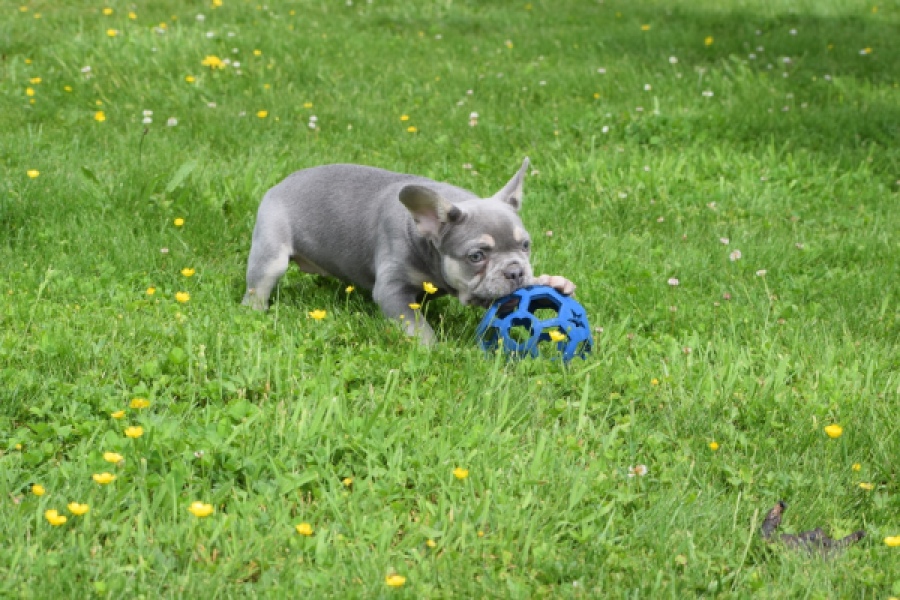 Bouldogue Francais (teef) 34452
