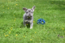 Bouldogue Francais (teef) 34452