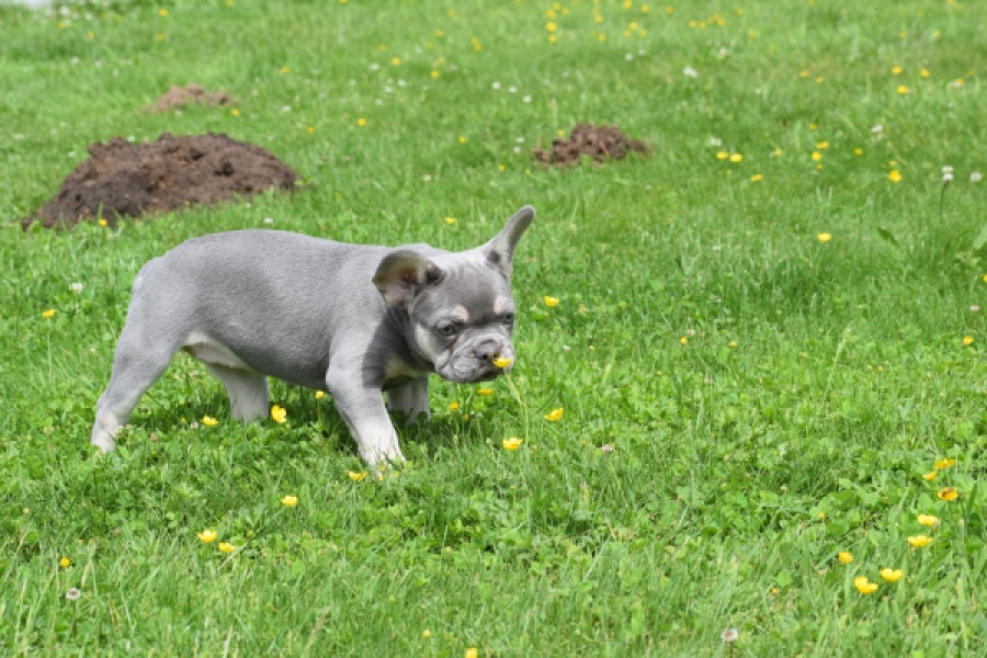 Bouldogue Francais (teef) 34452