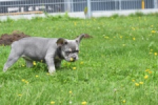 Bouldogue Francais (teef) 34452