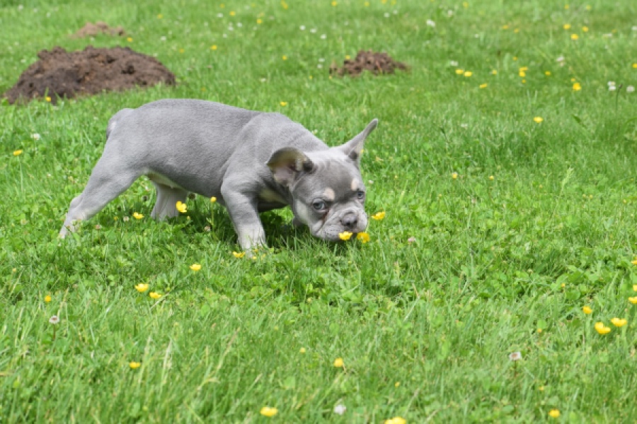 Bouldogue Francais (teef) 34452