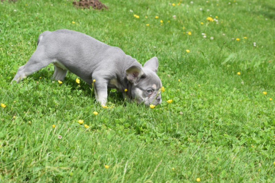 Bouldogue Francais (teef) 34452