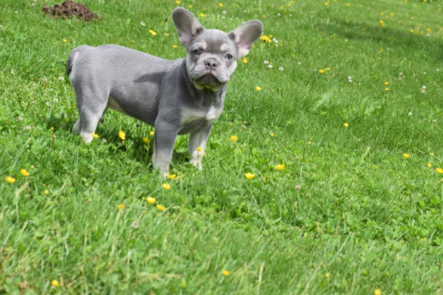 Bouldogue Francais (teef) 34452