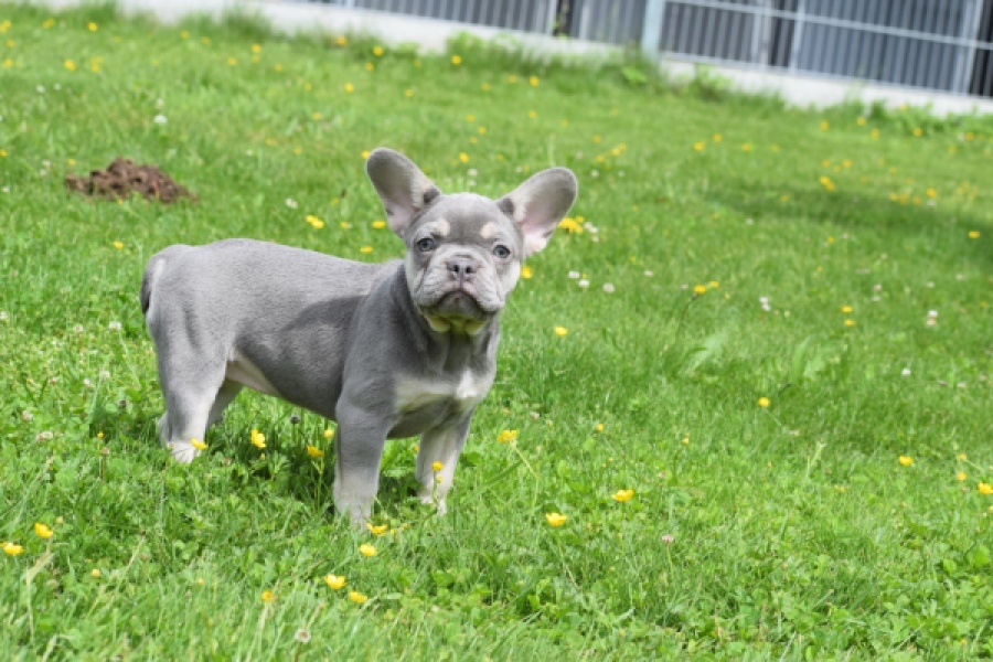 Bouldogue Francais (teef) 34452