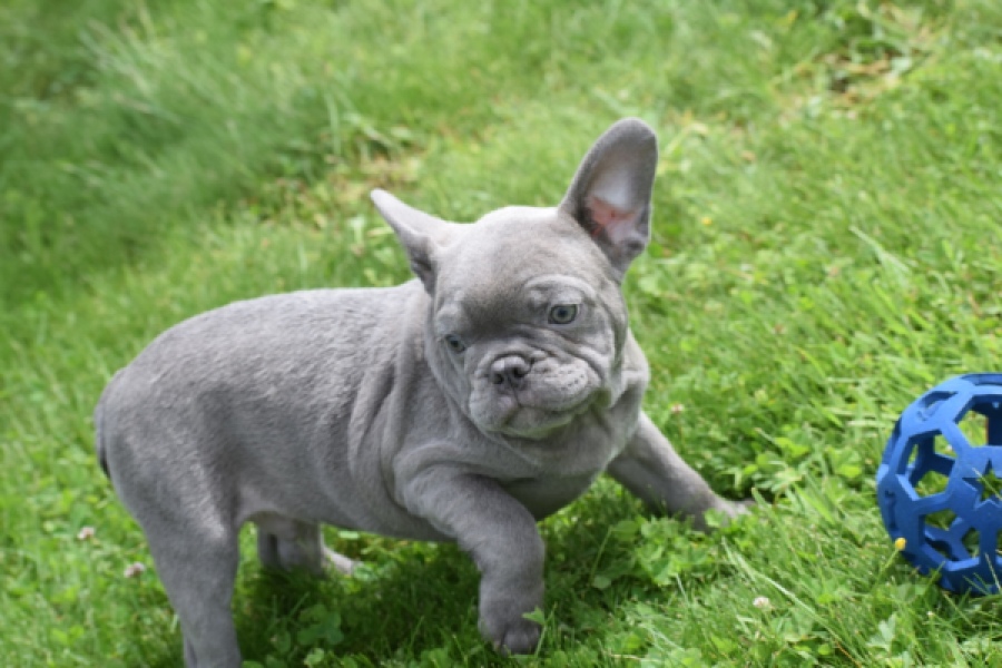 Bouldogue Francais (reu) 31615