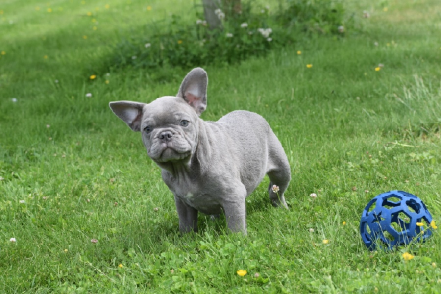 Bouldogue Francais (reu) 31615