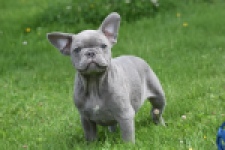 Bouldogue Francais (reu) 31615