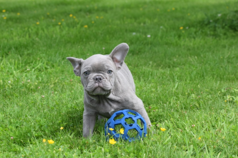 Bouldogue Francais (reu) 31615