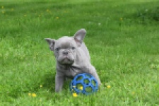 Bouldogue Francais (reu) 31615