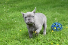 Bouldogue Francais (reu) 31615
