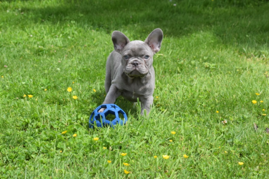 Bouldogue Francais (reu) 34450