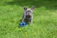 Bouldogue Francais (reu) 34450