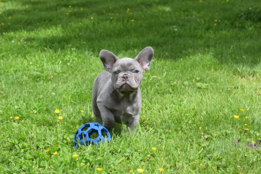 Bouldogue Francais (reu) 34450