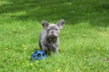 Bouldogue Francais (reu) 34450