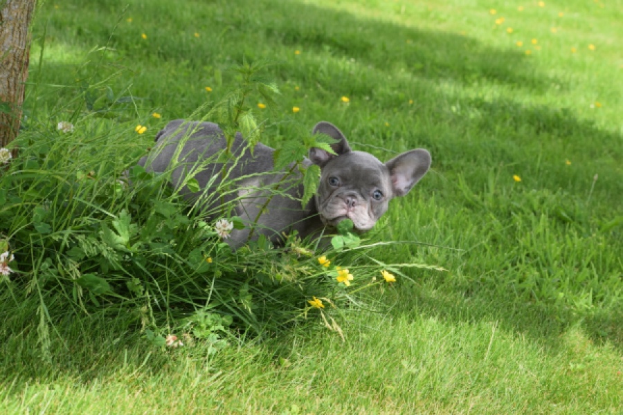 Bouldogue Francais (reu) 34450