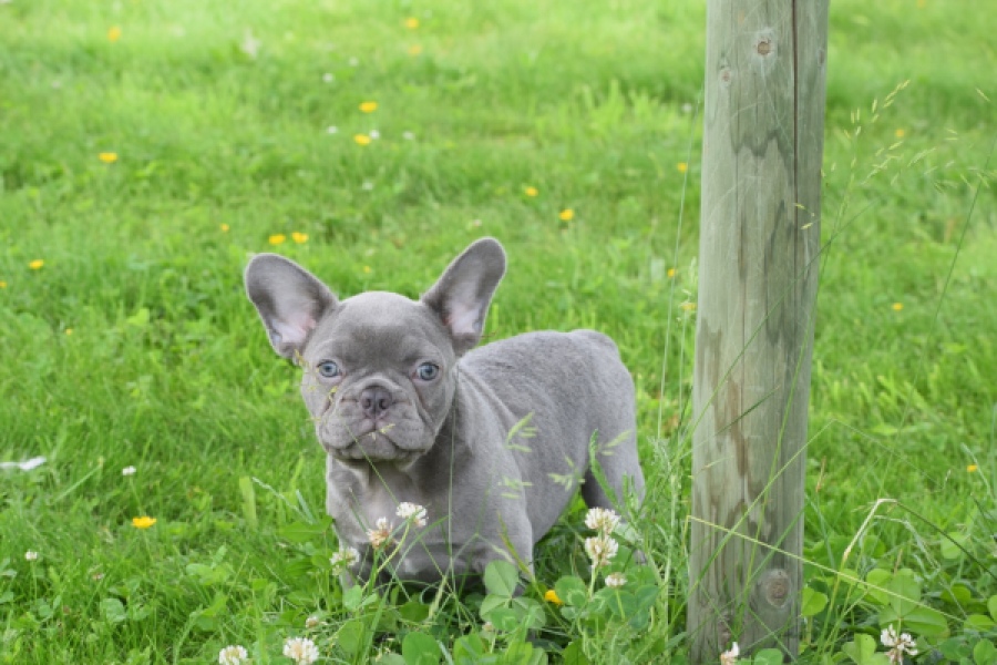 Bouldogue Francais (reu) 34450