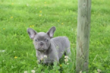 Bouldogue Francais (reu) 34450