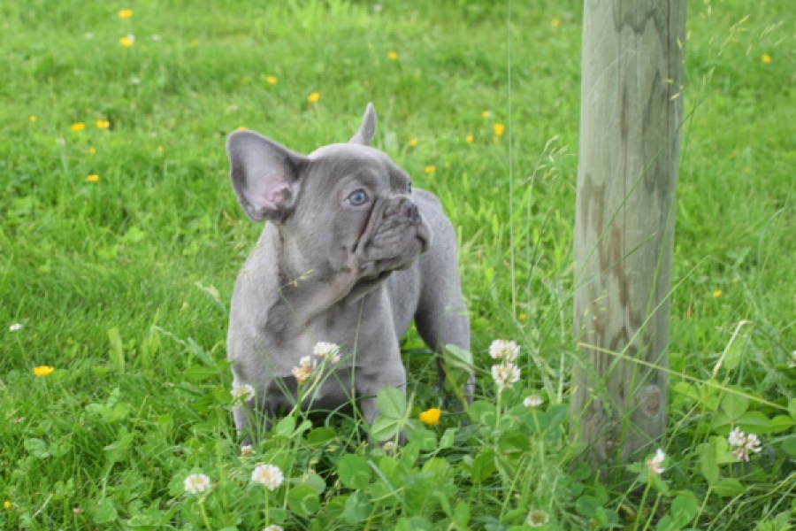 Bouldogue Francais (reu) 34450